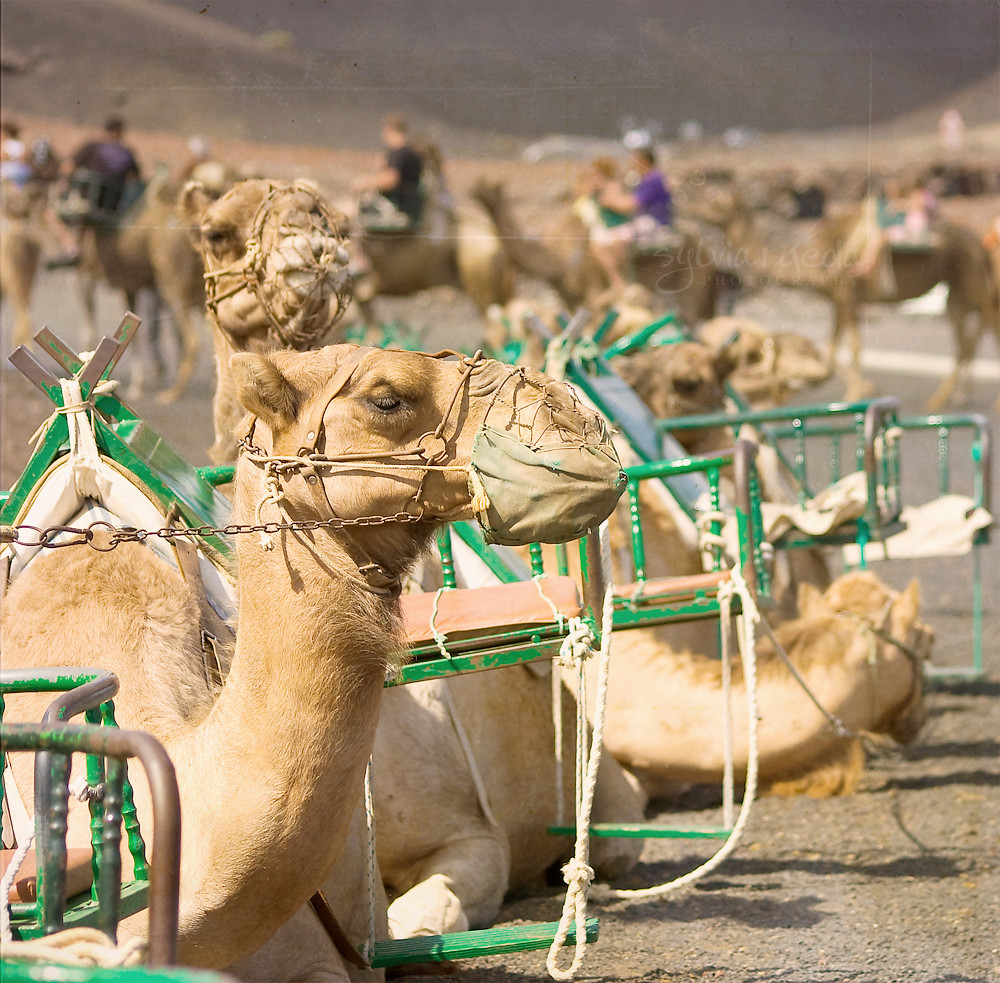 Timanfaya camels