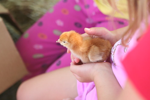 Girl Holding Chick