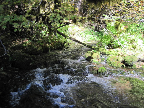 upper Mckenzie tributary