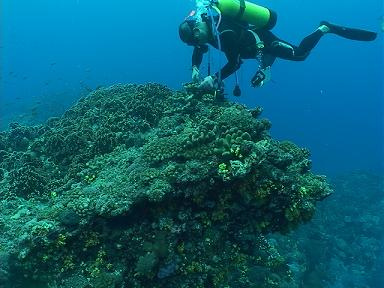 綠島海洋義工；圖片來源：環境影像部落格