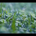 Wet grass by fotogamie