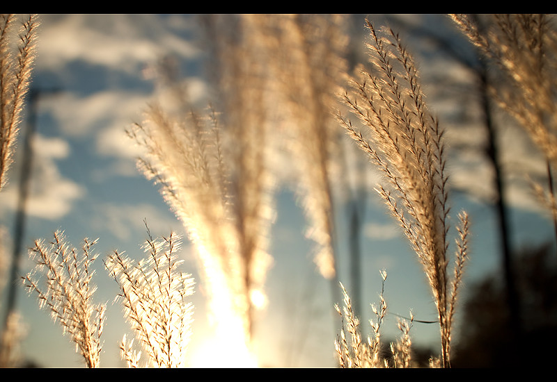 Sunset wheat