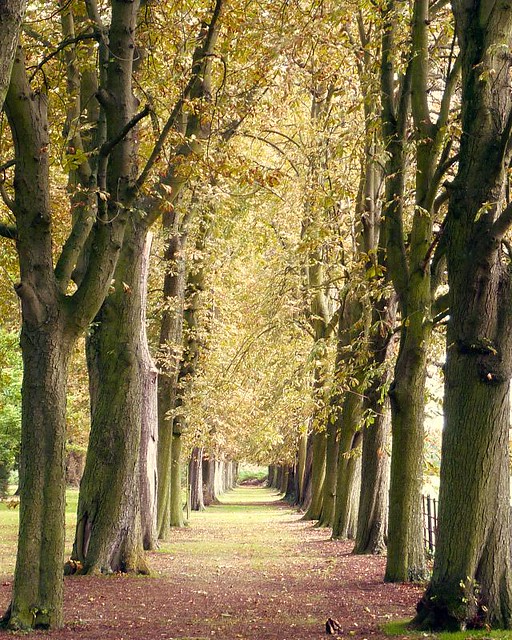 September in Hertford ~ country tree lined lane