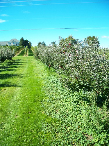 orchard in the front yard