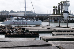See Lions at Fisherman's Wharf