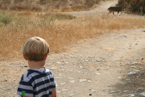 Asher Watches the Deer