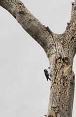Woodpecker Zoomed