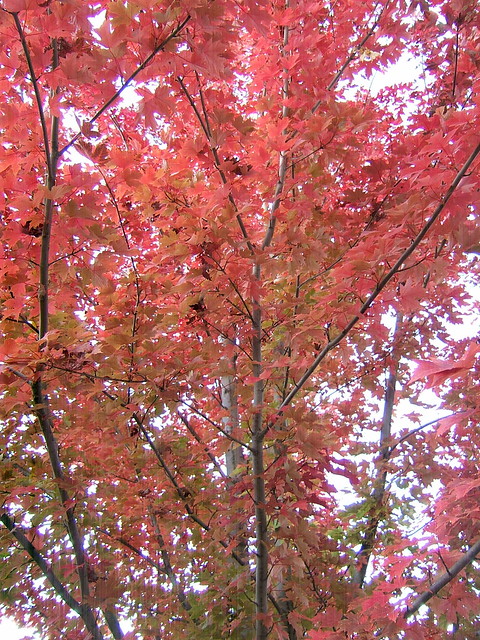Red Maple Autumn - 1