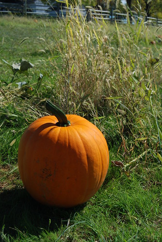 Got a few extra pumpkins in the patch?  Send them our way! First Landing State Park