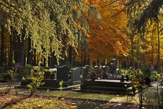 Automne au cimetière paysager de Clamart (6870)