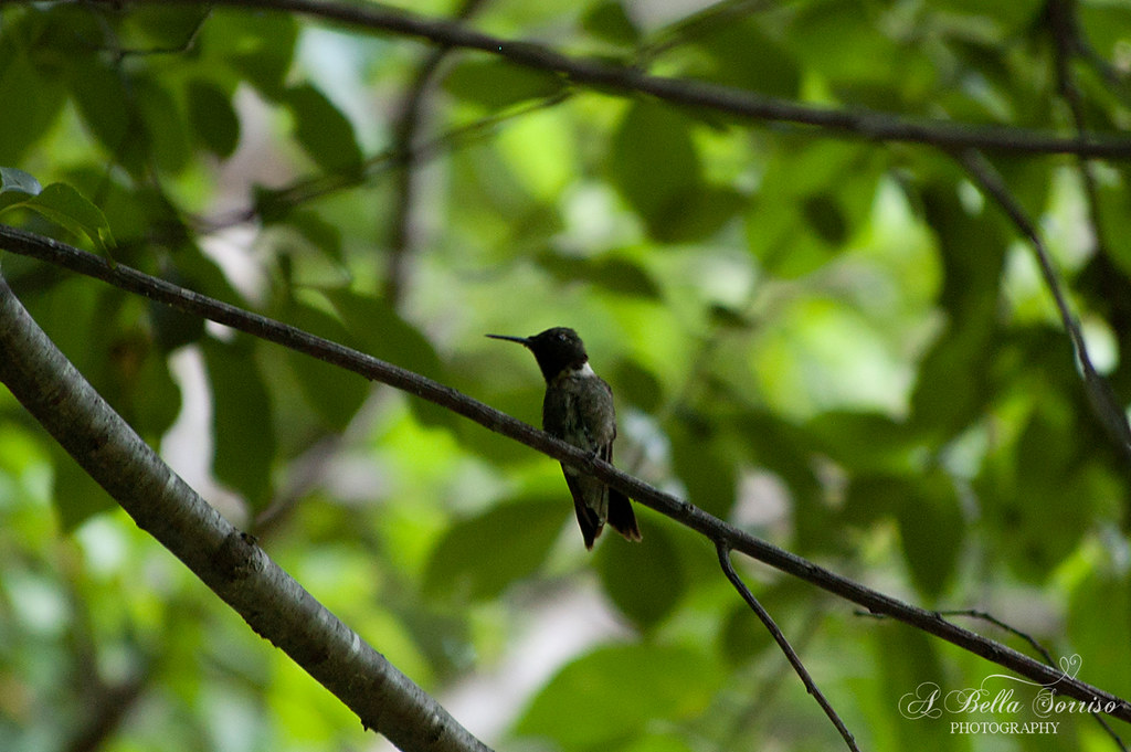 hummingbirds 03