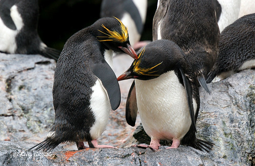 Macaroni Penguins by Barry Griffiths CAD