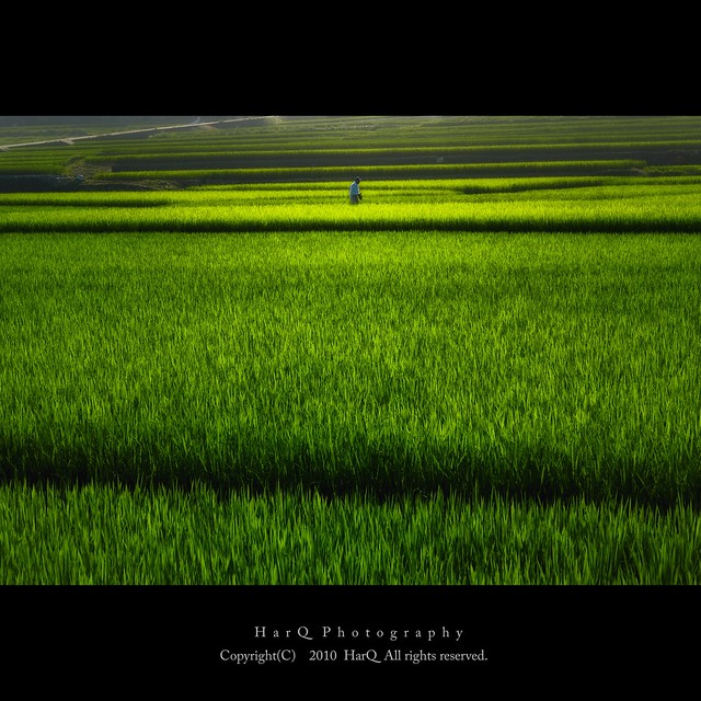 Summer Rice Field ＊