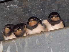 Four baby swallows