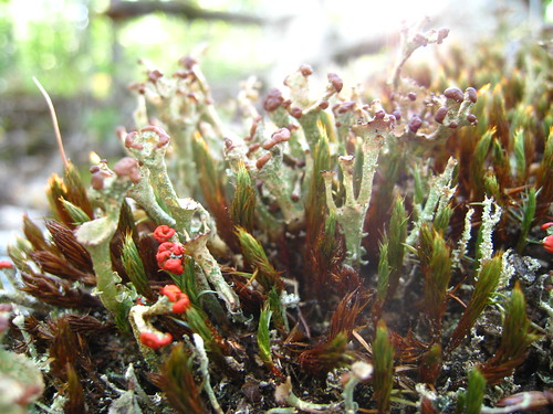 Fructicose Lichens