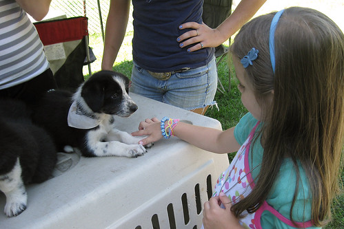 Zoar, Ohio Harvest Festival 2010:  Border collie pup.
