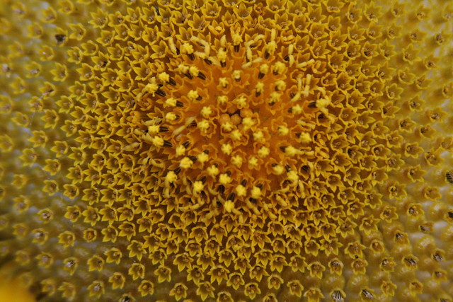 Sunflower 36
