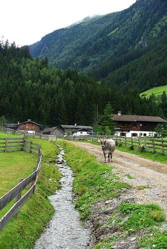 Kuh-Dorf