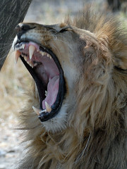 Lion Yawning, Etosha