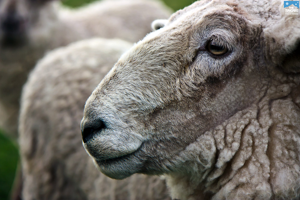 Новая Зеландия 2. Властелин овец IMG_6737