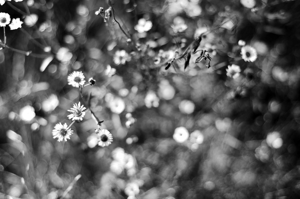 Black and white daisy flowers with bokeh.