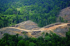 印尼蘇門達臘雨林砍伐現場(照片來源：綠色和平)