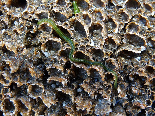 22430 - Green Leaf Worm, Sker Point