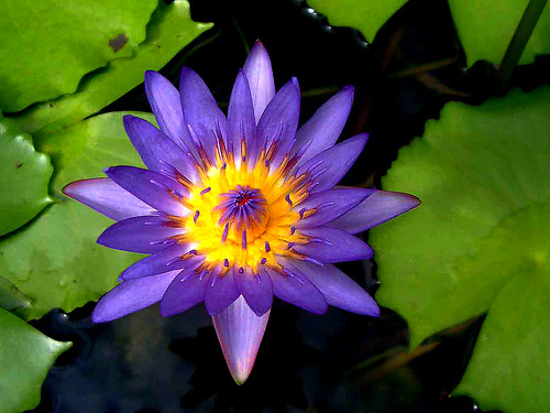 Lotus by kulab2