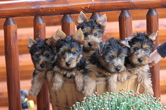 Puppies 10 weeks
