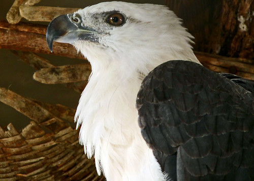 White Crested Eagle