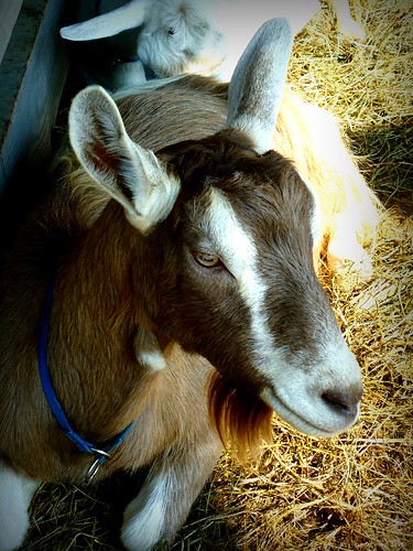 sleepy goats