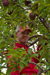 apple picking (24 of 39)