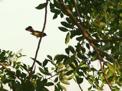 American Redstart out-of-focus 20100926