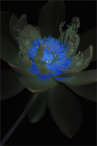 Black Lotus Flower / black lotus /- IMG_1304-blk