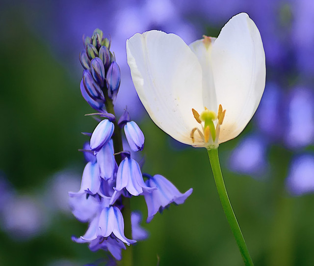 Bluebell & tulip.
