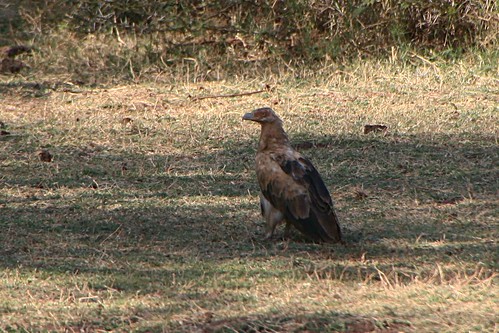 Immature Palm-nut Vulture