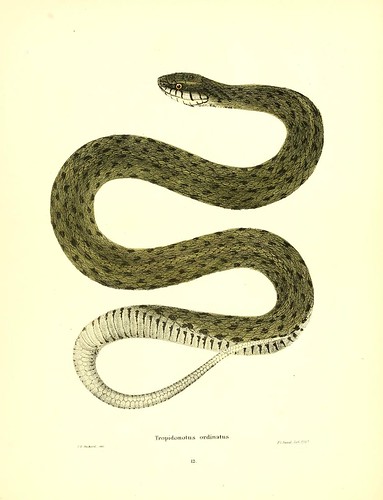 020-Tropidonotus ordinatus-North American herpetology…1842-Joh Edwards Holbrook