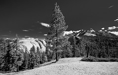 Pine Tree and Valley (B&W)