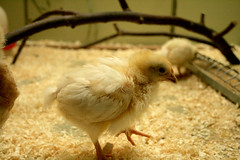 Hühnerküken - Zwei Wochen alt / Chicken biddies - Two weeks old