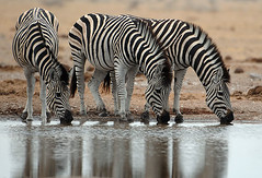Zebras Drinking, Nxai Pan, Botswana