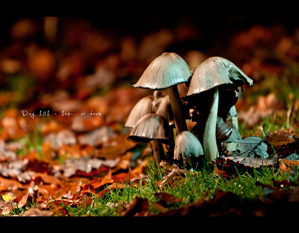 Day 101, Project 365, 101/365, Bokeh, Strobist, mushrooms, 1up, attention, ourdailychallenge, gels, 