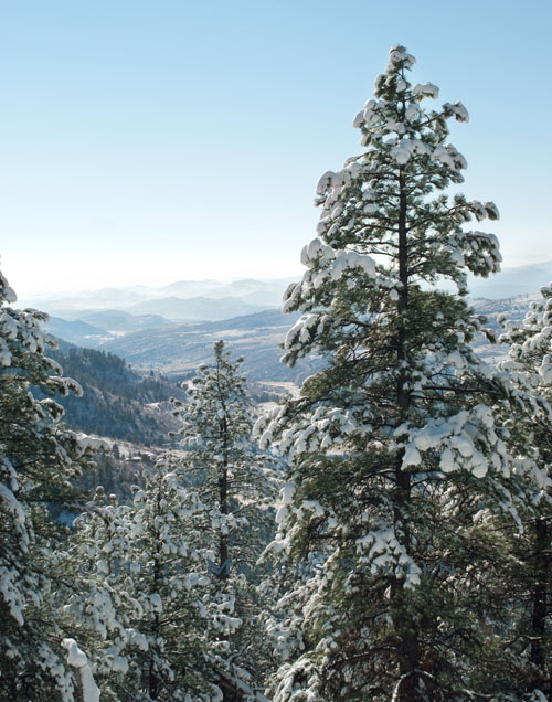 The distant hazy blue Rocky Mountains of Colorado are seen through a picture frame of snow clad pines. 