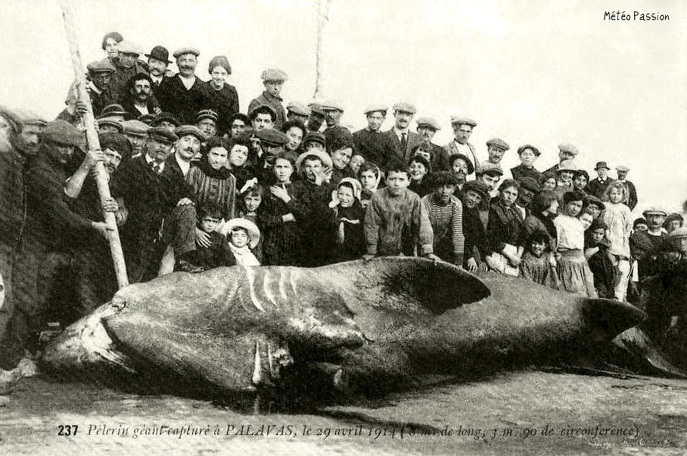 requin pélerin exhibé à Palavas les Flots le 29 avril 1914