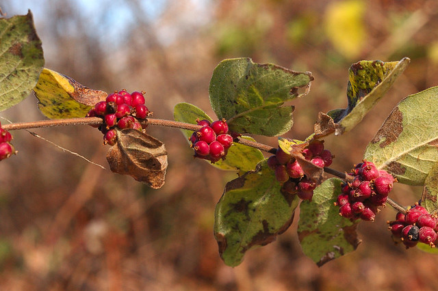 Broemmelsiek Park, in Saint Charles County, Missouri, USA - red berries with leaves along stalk