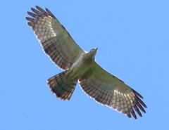 東方蜂鷹，楊明淵攝，台灣猛禽研究會提供