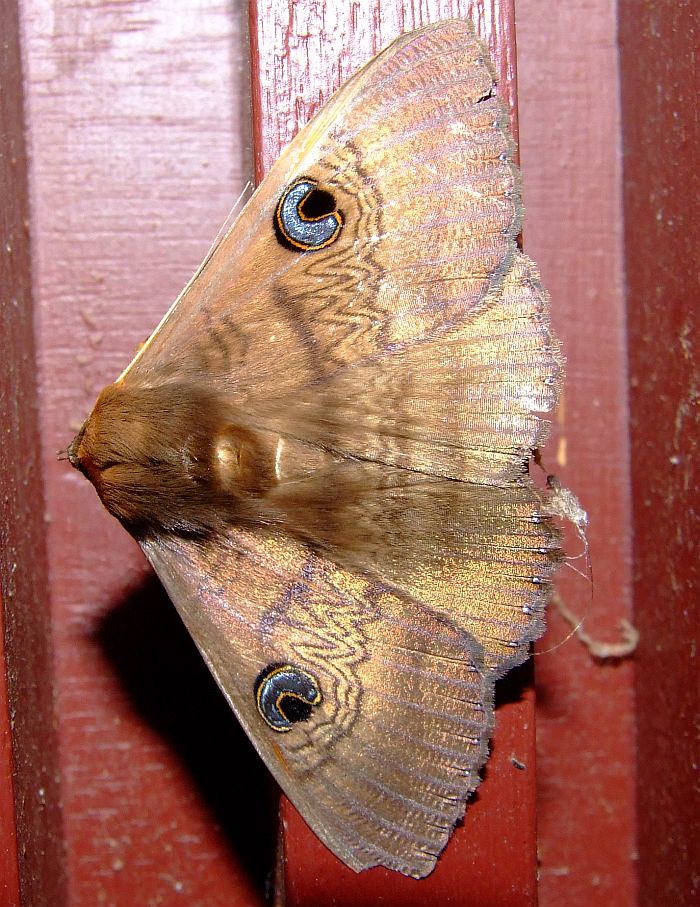 pretty moth