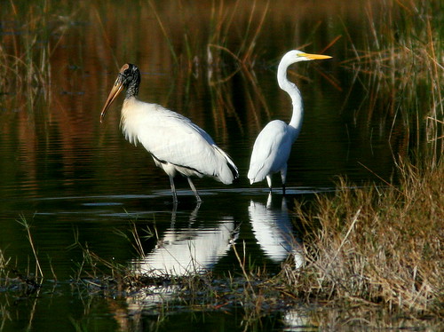 Stork and Egret 20101201
