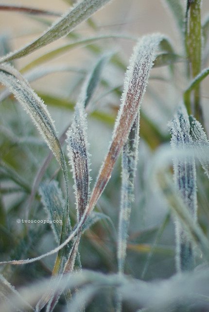 frosted 335/365