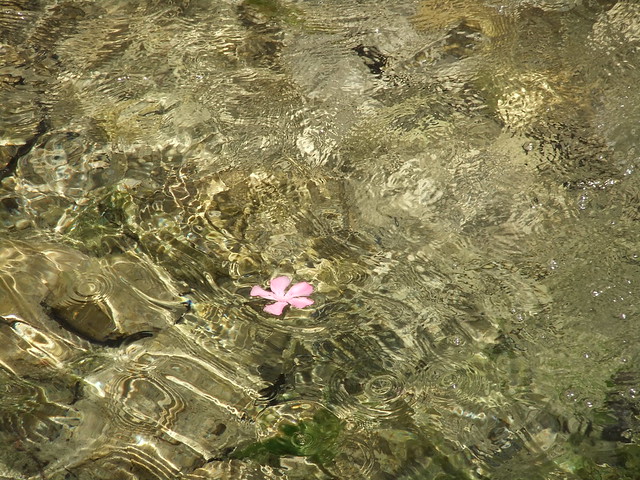 petal in water