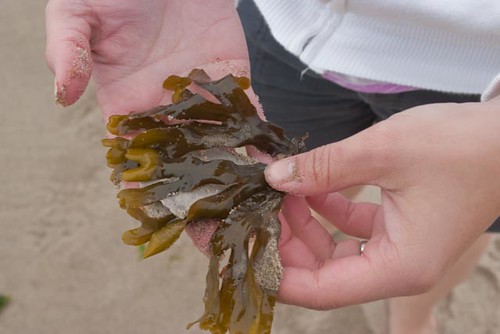 Seaweed find